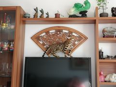-猫大福·Fortune Cat猫舍(百子湾店)