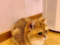 -猫咪派对(江南西店)