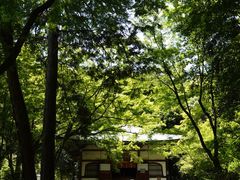 -西芳寺(苔寺)