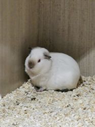-Moni星球萌宠·小马宝莉·灵蛇·高端高阶全萌宠互动体验俱乐部(红豆国际广场店)