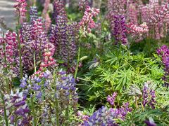 -上海滨江森林公园