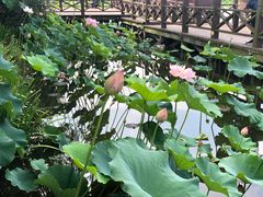 -荷塘月色湿地公园·向阳花洲