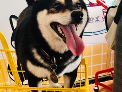 -柴犬高等学院·狗咖·柴犬售卖·宠物训练