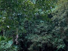 -深圳野生动物园