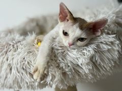 -山宅一喵德文卷毛猫舍