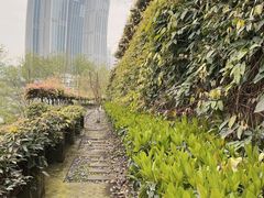 -重庆市江北嘴中央商务区中央公园