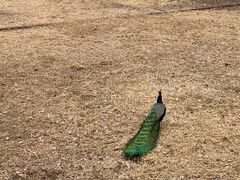 -北京麋鹿生态实验中心