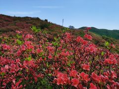 -大围山国家森林公园