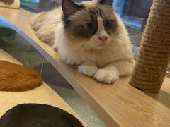 -米乐乖乖猫咪咖啡馆·猫咖(深圳湾后海汇店)