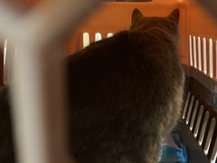 -爱妮康宠物医院·干细胞免疫细胞·肿瘤·心脏(张江店)