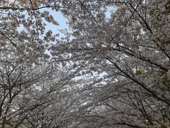 -高东镇樱花园