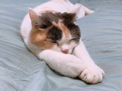 -宠爱国际动物医院· 猫科· 外科·中兽医(长白店)