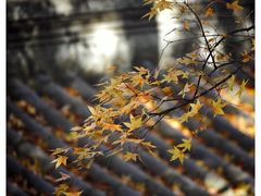 -香山公园