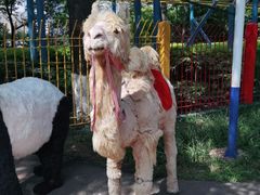 -昆明动物园