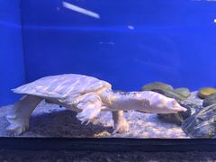 -上海海洋水族馆