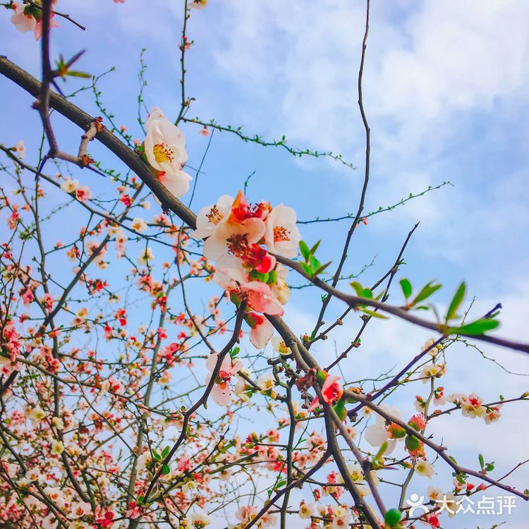 武汉旅行攻略/武汉东湖磨山樱园
