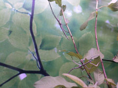android_upload_pic-上海大自然野生昆虫馆