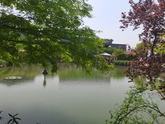 -嘉定紫藤园