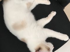 -Bastet sally猫舍购宠(静安店)