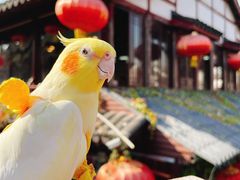 -召稼楼古镇