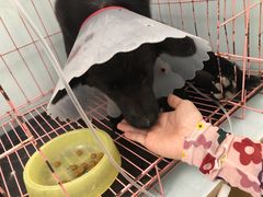 -宠福鑫康馨动物医院·骨科·眼科