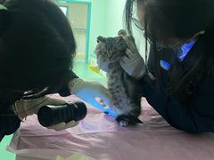 -北京观赏动物医院·24小时大型综合·猫专科·异宠专科