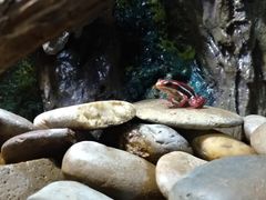 -暹罗海洋世界