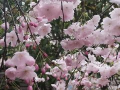 -高东镇樱花园