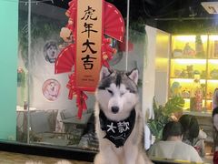 -Husky Go! 哈士奇体验馆·宠物咖啡厅狗咖