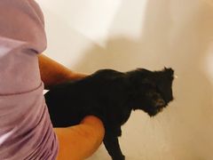 -十年猫舍·猫咪专门店(普陀店)
