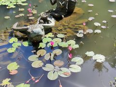 -亚龙湾热带天堂森林公园