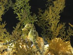 -暹罗海洋世界