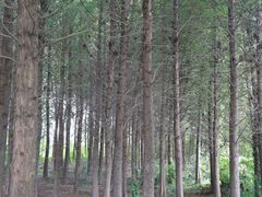 -溱湖国家湿地公园