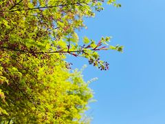 -上海滨江森林公园