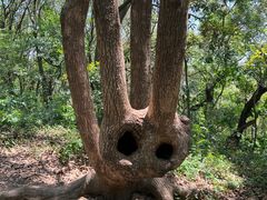 -上海佘山国家森林公园天马山园