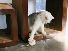 -瞄一喵猫咖(格力海岸店)