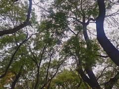 -北京国子监胡同