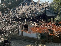 -香雪海
