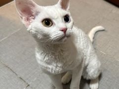 -美联众合动物医院·24h京西诊疗中心