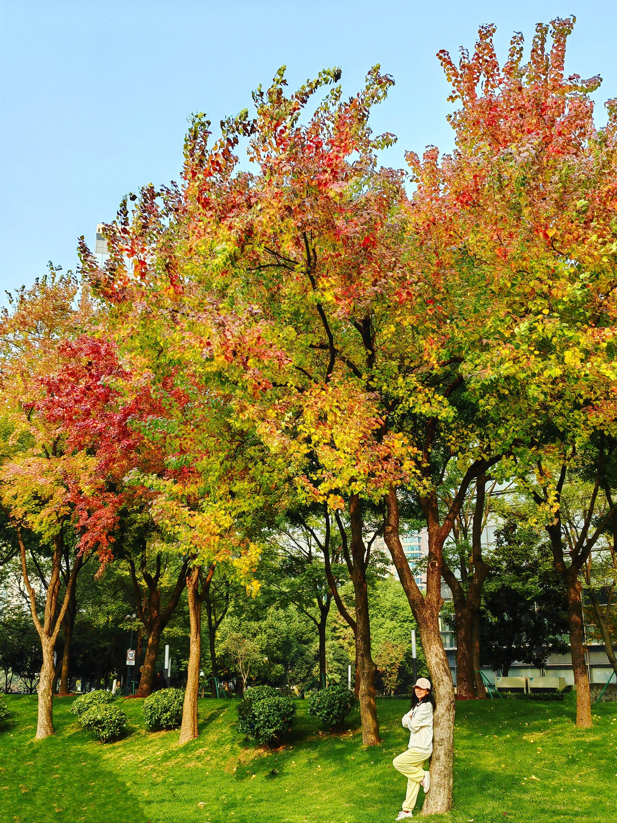 彩色树叶的乌桕,附机位地图
