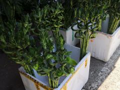 -中环花鸟鱼虫市场