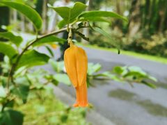 -中国科学院华南植物园