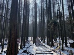 -武陵山森林公园