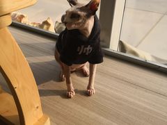 -藏猫猫咖啡主题馆(中央大道店)