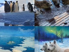 -海合安天津极地海洋公园