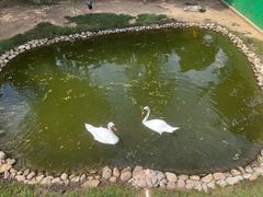 -西霞口神雕山野生动物世界