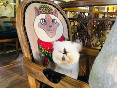 -more than meow吴止猫主题餐厅(承德 中船汇店)