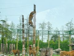 -上海野生动物园