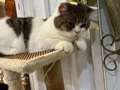 -共舞时光猫咖·狗咖(新街口店)