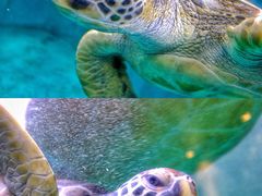 -青岛海底世界-水族馆